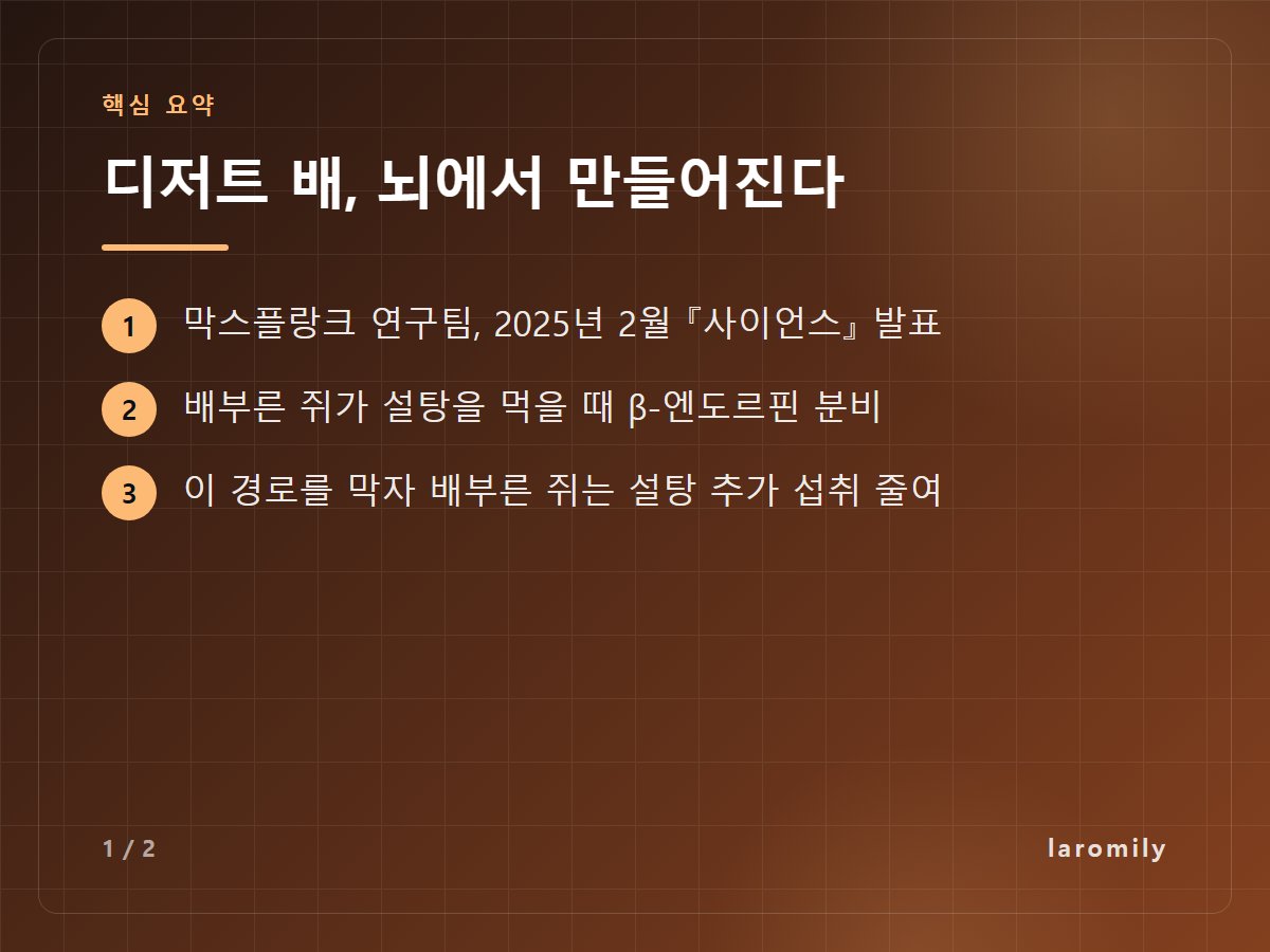 디저트 배, 뇌에서 만들어진다 — 막스플랑크 연구팀, 2025년 2월 『사이언스』 발표 / 배부른 쥐가 설탕을 먹을 때 β-엔도르핀 분비 / 이 경로를 막자 배부른 쥐는 설탕 추가 섭취 줄여